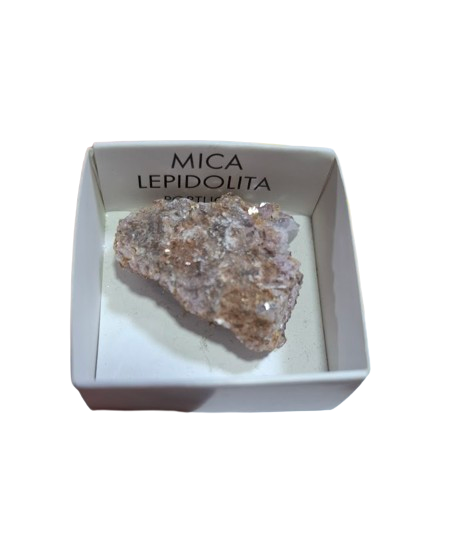 lepiodota-removebg-preview